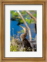 Framed Anhinga In Everglades NP, Florida