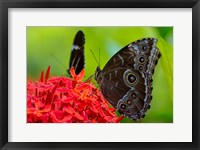 Framed Blue Morpho Butterfly On A Flower