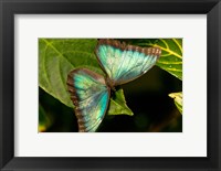 Framed Blue Morpho Butterfly On A Leaf