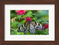 Framed Rice Paper Butterfly