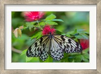 Framed Rice Paper Butterfly