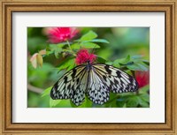 Framed Rice Paper Butterfly