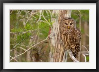 Framed Barred Owl In Everglades National Park, Florida