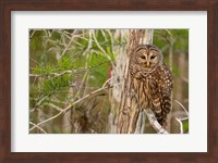 Framed Barred Owl In Everglades National Park, Florida