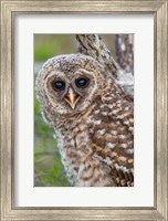 Framed Fledgling Barred Owl In Everglades National Park, Florida