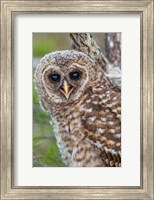 Framed Fledgling Barred Owl In Everglades National Park, Florida