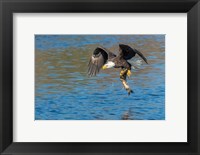 Framed Eagle Catching A Fish,  St John River