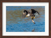 Framed Eagle Catching A Fish,  St John River