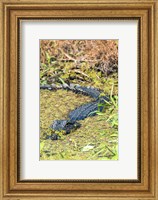 Framed Alligator In St John River