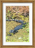 Framed Alligator In St John River
