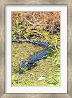 Framed Alligator In St John River