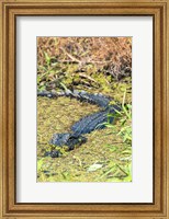 Framed Alligator In St John River