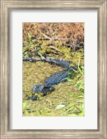 Framed Alligator In St John River