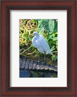 Framed Egret On An Alligator'a Tail