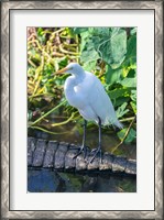 Framed Egret On An Alligator'a Tail
