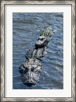 Framed Stacking Alligators