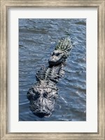 Framed Stacking Alligators