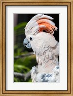 Framed Citron Cockatoo