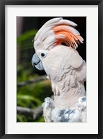 Framed Citron Cockatoo