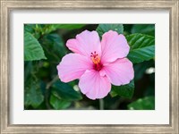 Framed Single Pink Hibiscus