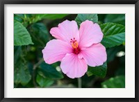 Framed Single Pink Hibiscus