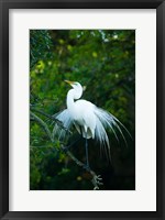 Framed Egret In Breeding Plumage