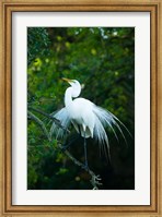 Framed Egret In Breeding Plumage