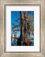 Framed Pond Cyprus And Spanish Moss In A Swamp