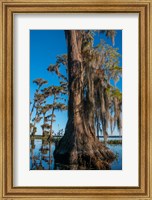 Framed Pond Cyprus And Spanish Moss In A Swamp