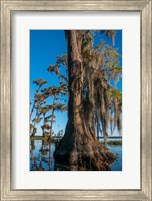 Framed Pond Cyprus And Spanish Moss In A Swamp