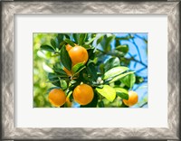 Framed Florida Orange Tree