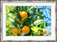 Framed Florida Orange Tree