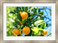 Framed Florida Orange Tree