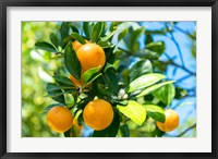 Framed Florida Orange Tree