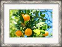 Framed Florida Orange Tree