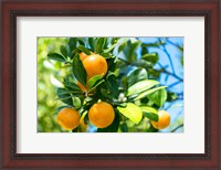 Framed Florida Orange Tree