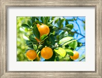 Framed Florida Orange Tree