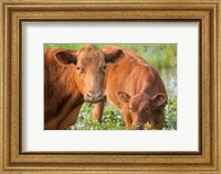Framed Close-Up Of Red Angus Cow