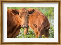 Framed Close-Up Of Red Angus Cow