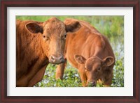 Framed Close-Up Of Red Angus Cow