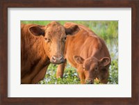 Framed Close-Up Of Red Angus Cow