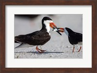 Framed Black Skimmer Fighting Over A Minnow