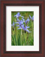 Framed Rocky Mountain Iris