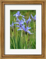 Framed Rocky Mountain Iris