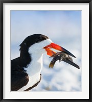 Framed Black Skimmer With Food, Gulf Of Mexico, Florida