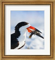 Framed Black Skimmer With Food, Gulf Of Mexico, Florida