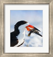 Framed Black Skimmer With Food, Gulf Of Mexico, Florida