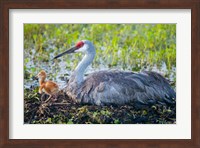 Framed Sandhill Crane On Nest With First Colt