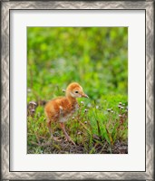 Framed Sandhill Crane Colt Out Foraging, Florida