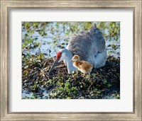 Framed Sandhill Crane Waiting On Second Egg To Hatch, Florida